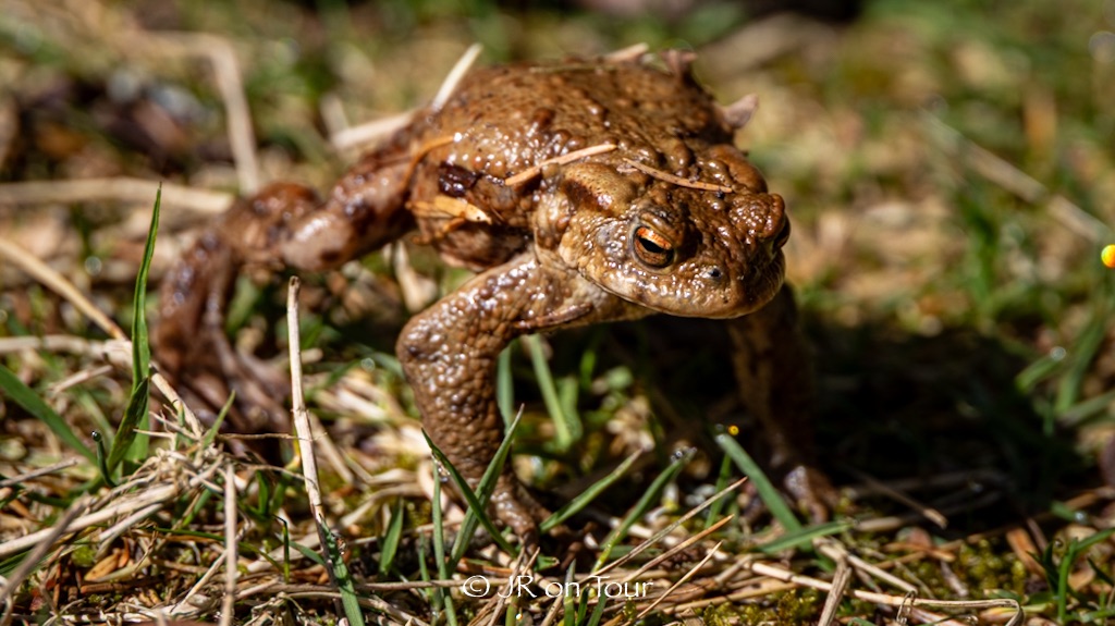 Zu drei Karseen in der Stille des Murgschifferschaftswaldes